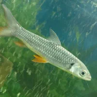 ماهی سیلور شارک بزرگ گلدون شارک بزرگ