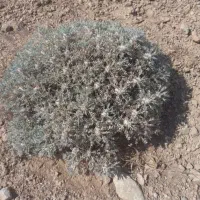 اوشترک