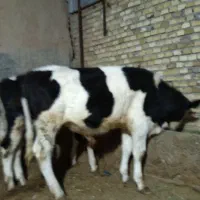 گوساله سیمینتال نر