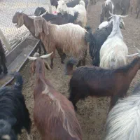 بز  داشتی