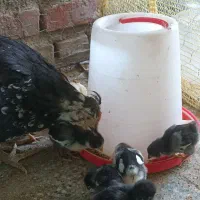 فروش مرغ گلین  باجوجه برکتی