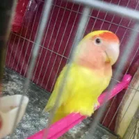 طوطی کوتوله ۶ماهه