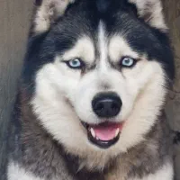 سگ هاسکی اصیل