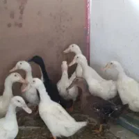 اردک جوان و سالم