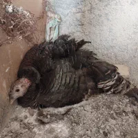 بوقلمون ماده کرک یا کرچ