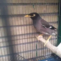 مینا نر سالم نیم رام تعویض با دوعدد کبوتر