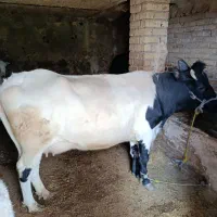 گاو ماده