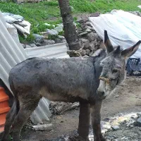 الاغ باری آرام و جوان