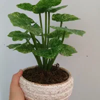 درختچه مصنوعی