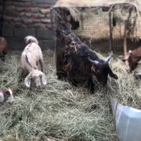 فروش گوسفند به قیمت مقطوع