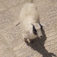 گوسفند