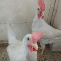 جوجه خروس تازه بالغ شده