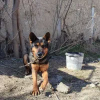 سگ ژرمن اصیل ۲ ساله