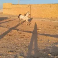 اسب نریان عرب
