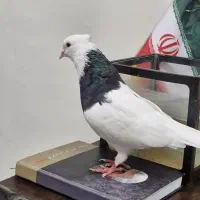 کبوتر کفتر طوقی