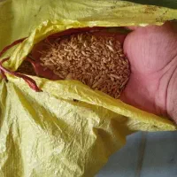 بذر گندم ریژاب درجه یک