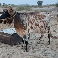 یک عدد گاو آبستن با یک عدد گوساله  نر خودش