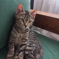 واگذاری بچه گربه ۳ماهه