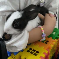 خرگوش خانگی زیبا و خوشگل