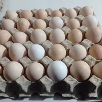 تخم مرغ محلی