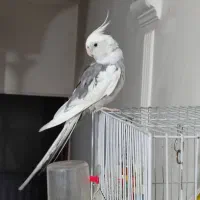 عروس هلندی نر البینو شاه تخم چند کلمه هم میگه