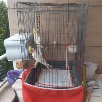 طوطی عروس هلندی
