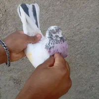 کفتر گرفتنی کبکی