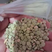 فروش عدس خوش پخت امسال