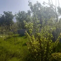 باغ