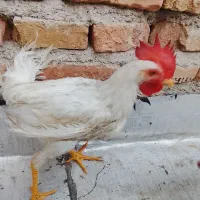 جوجه خروس باهوش