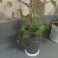 پتوس|گل و گیاه طبیعی|سبزوار, شرق کال شمالی|دیوار