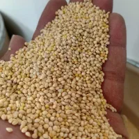گندم ارزن قرماش