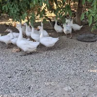 قوغاز لینداز.غاز
