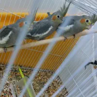 ۳عدد عروس هلندی‌جوجه