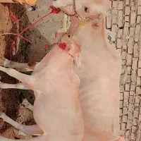 گاوگوساله ماده