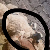 گوسفند