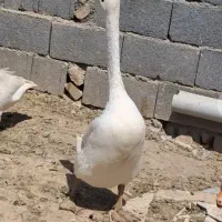 قوغاز اوکراینی