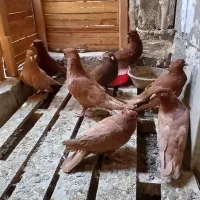 کبوتر|پرنده|بندر کنگان, |دیوار