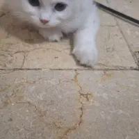 گربه|گربه|تهران, نازی‌آباد|دیوار