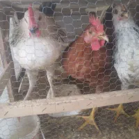 ۲ تا خروس و ۱ دونه مرغ