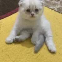 اسکاتیش بلو تبی و سیلور