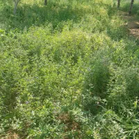 یونجه