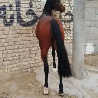 اسب