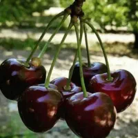 گیلاس گیلاس