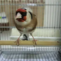 سره دهن دار
