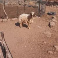 بز داشتی ۱۰ عدد همه جوان