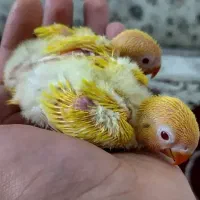 طوطی کوتوله برزیلی عروس هلندی فنچ کبوتر مینا راهب