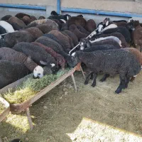بره شیری و پرواری