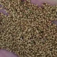 بذر یونجه همدانی پایه بلند