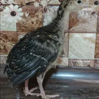 پیش فروش جوجه بوقلمون برنز سینه پهن